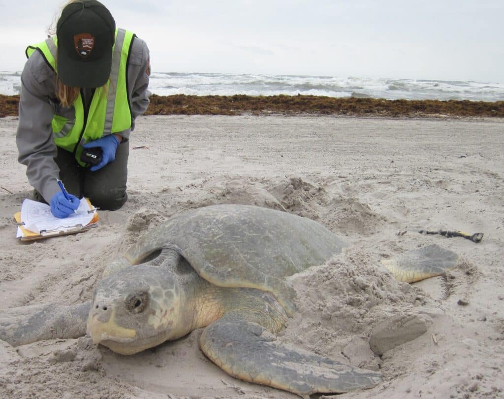 Dr. Donna Shaver documents nesting Kemp's ridley sea turtle.