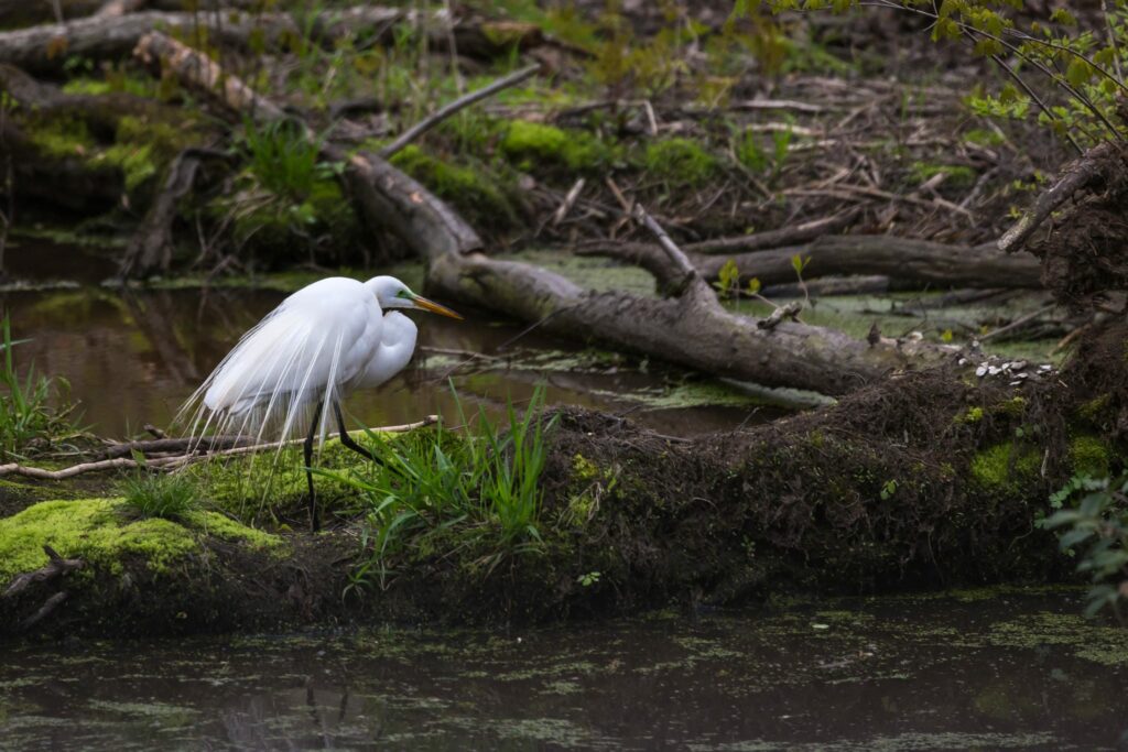 Bird on marsh