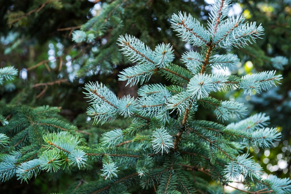 Branch with leaves of blue spruce