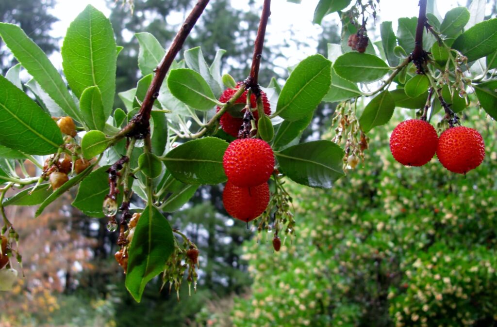Pacific mandrone branch with bright red berries