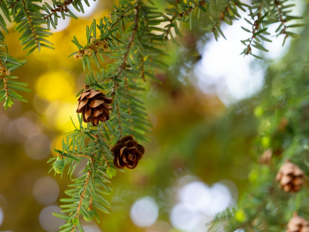 leafy branch with pinecones