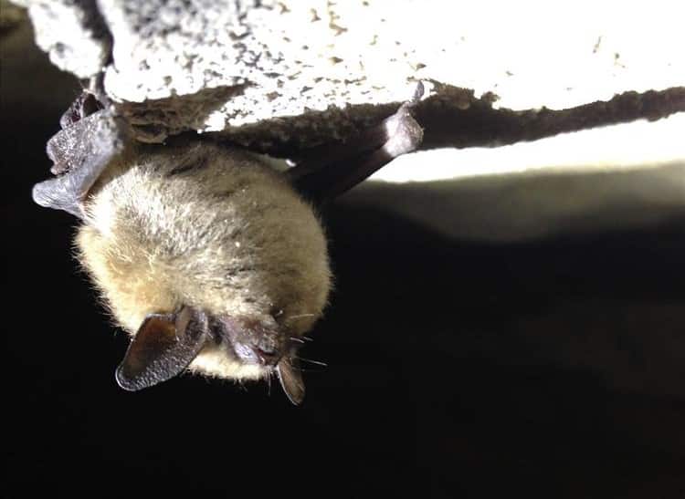 Eastern small-footed bat