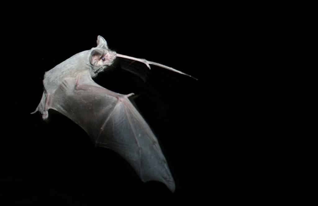 Mexican free-tailed bat in flight.