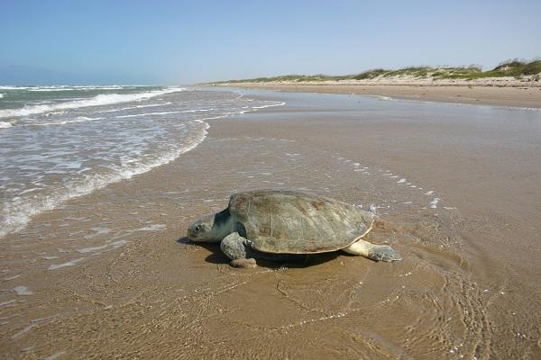Kemps ridley adult turtle sitting on beach shoreline facing ocean