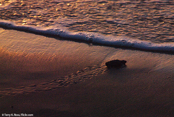 Sea Turtle Hatchling Headed Toward Ocean