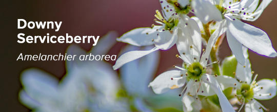  Downy Serviceberry Amelanchier arborea