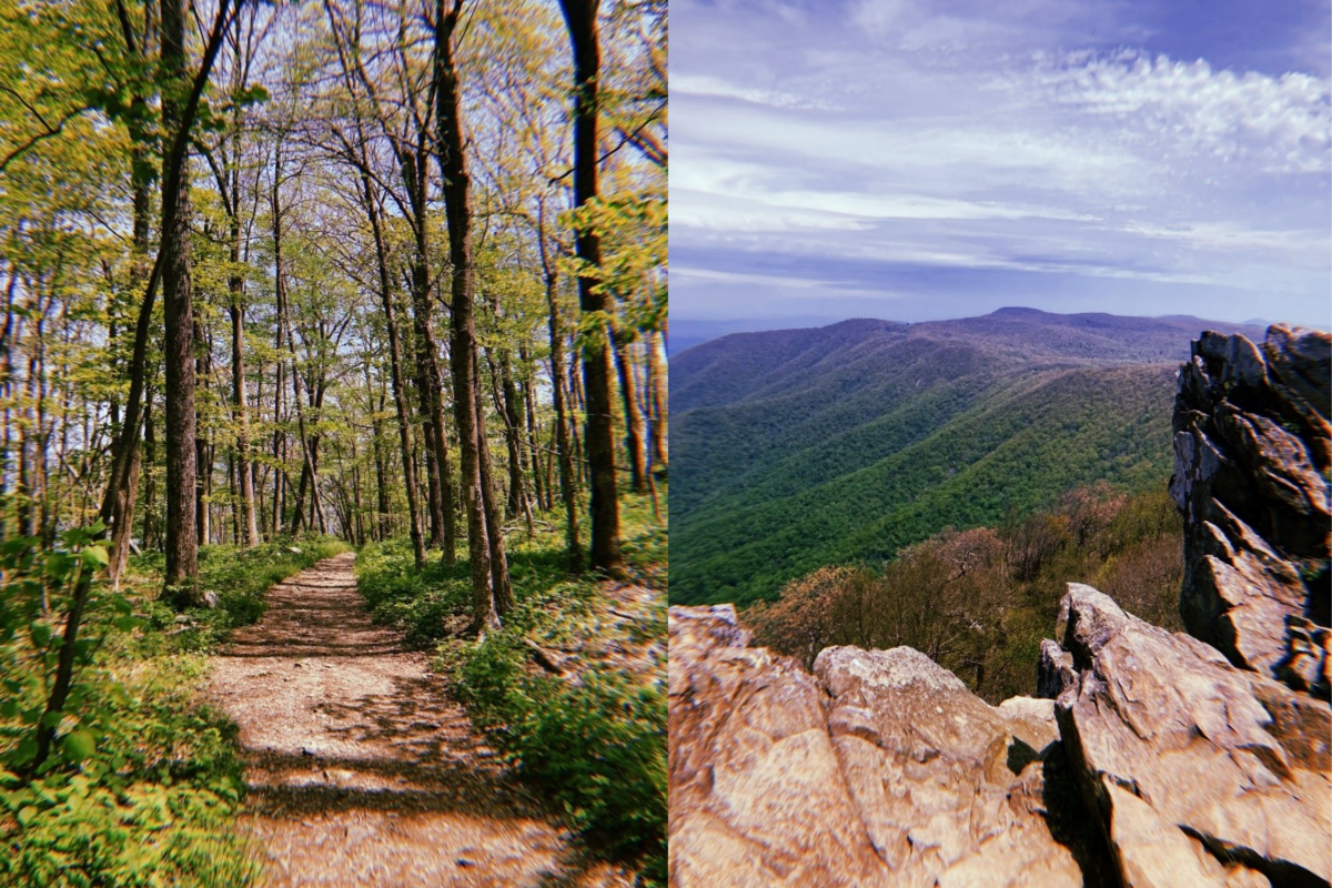 Trail in woods and peak on mountain overlooking nature
