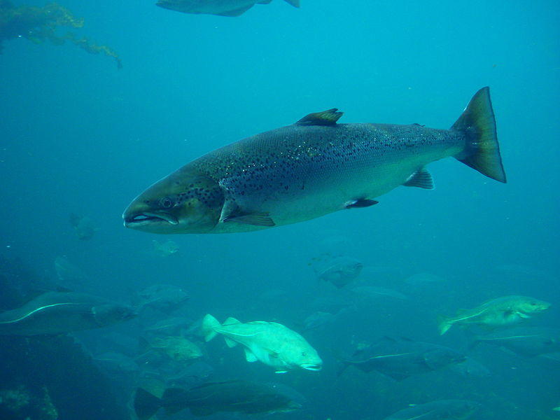 You know you wanna save this salmon. Photo: WikiP
