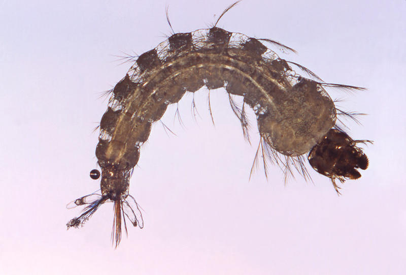 Mosquito larvae close up.