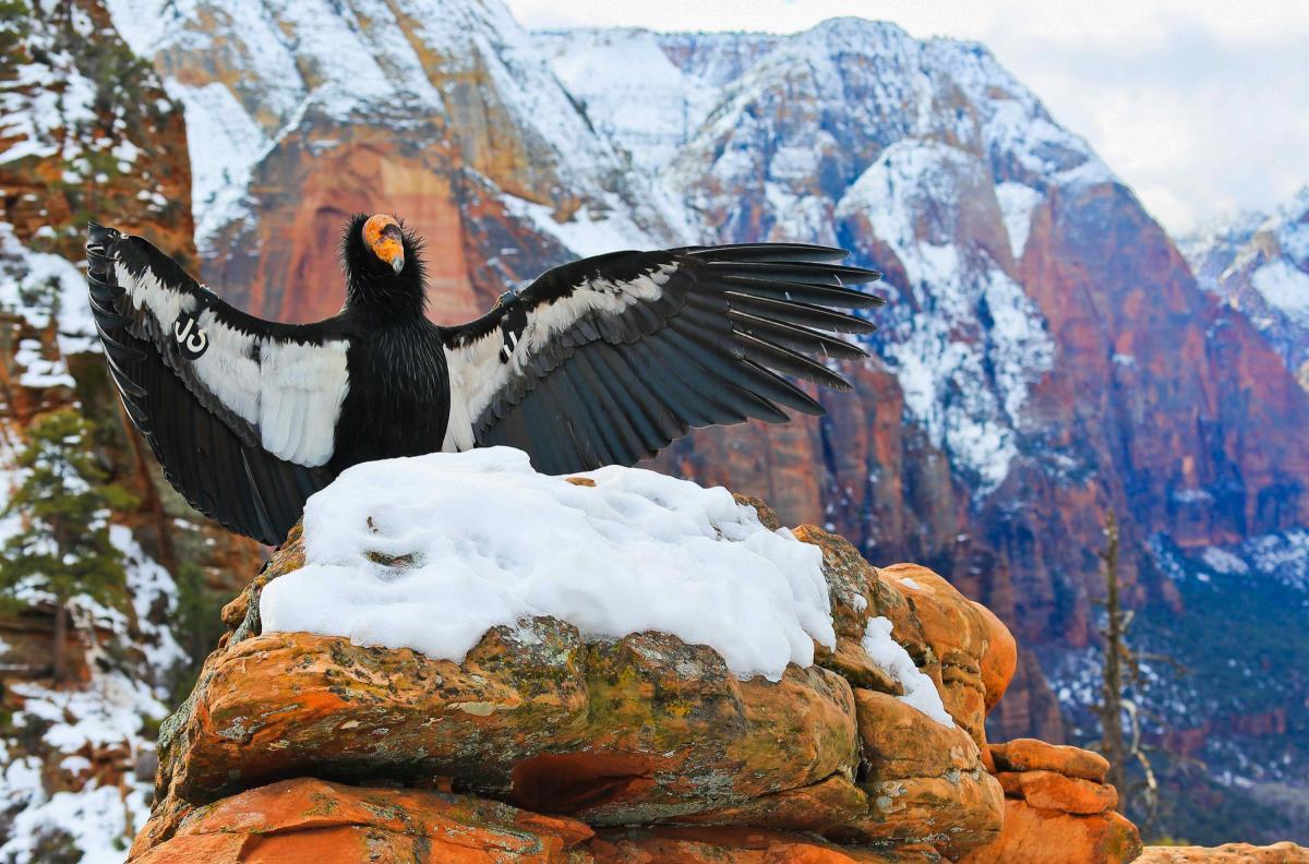An endangered California condor spreads its wings at Zion National Park. This shot won 2nd prize in the Capture Conservation Photo Contest. 