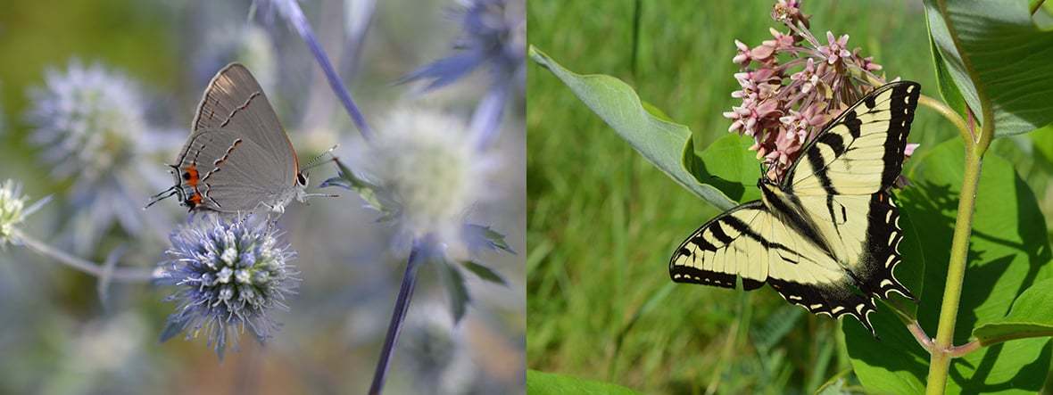 A Hairstreak and a Yellow Swallowtail. Photo by Tim Stanley/Native Beeology