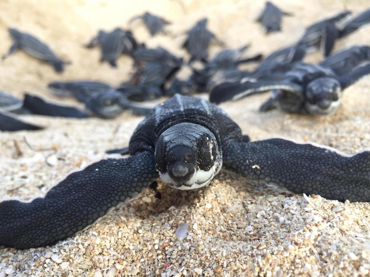 Leatherback hatchlings on their way to the ocean at Sandy Point National Wildlife Refuge in St. Croix, U.S. Virgin Islands. 