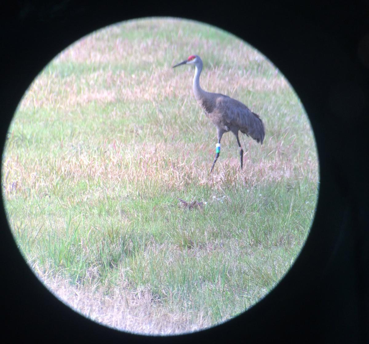 A banded Mississippi Sandhill Crane spotted by a USFWS intern.