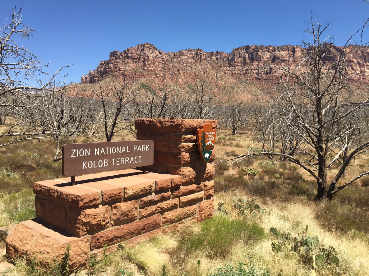 The Kolob Terrace section of Zion National Park still recovering from a massive 2006 wildfire. 