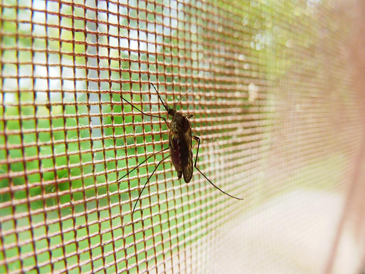 Mosquito resting on a screen. 
