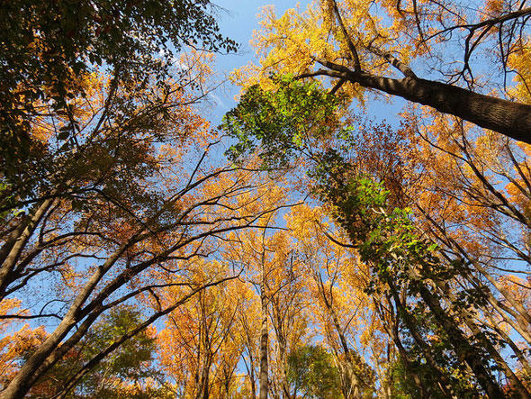 The trees above Rock Creek Park as observed from the Western Ridge Trail in Washington, DC. 