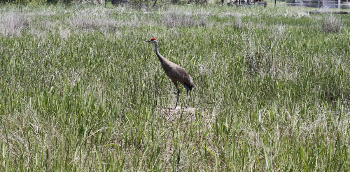 A Mississippi Sandhill Crane standing over its egg in a nest at a USFWS refuge.