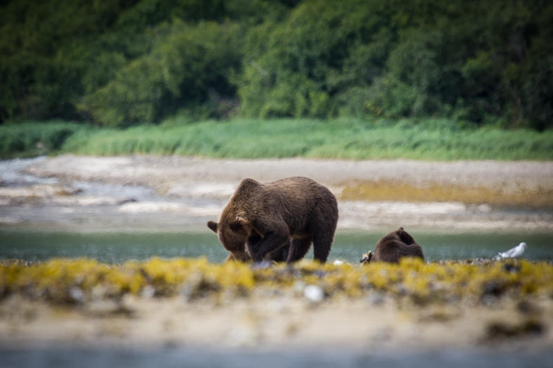 A Bear digs for clams in the intertidal zone (NPS Photo/D. Kopshever)