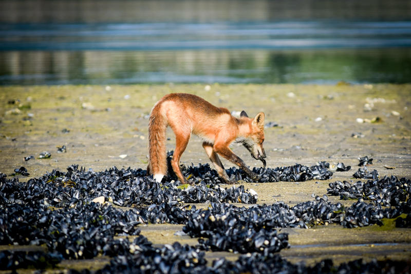 A red fox picks a small fish from the sand (NPS Photo/M. Cohn)