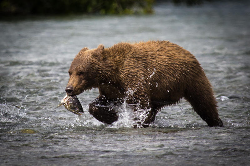 A bear cub runs through the river with a salmon head in its mouth (NPS Photo/D. Kopshever)