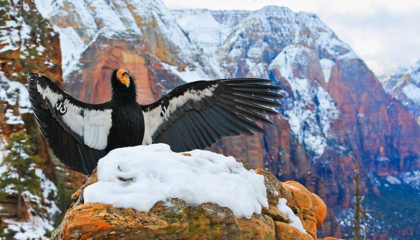 California Condor spanning wings.