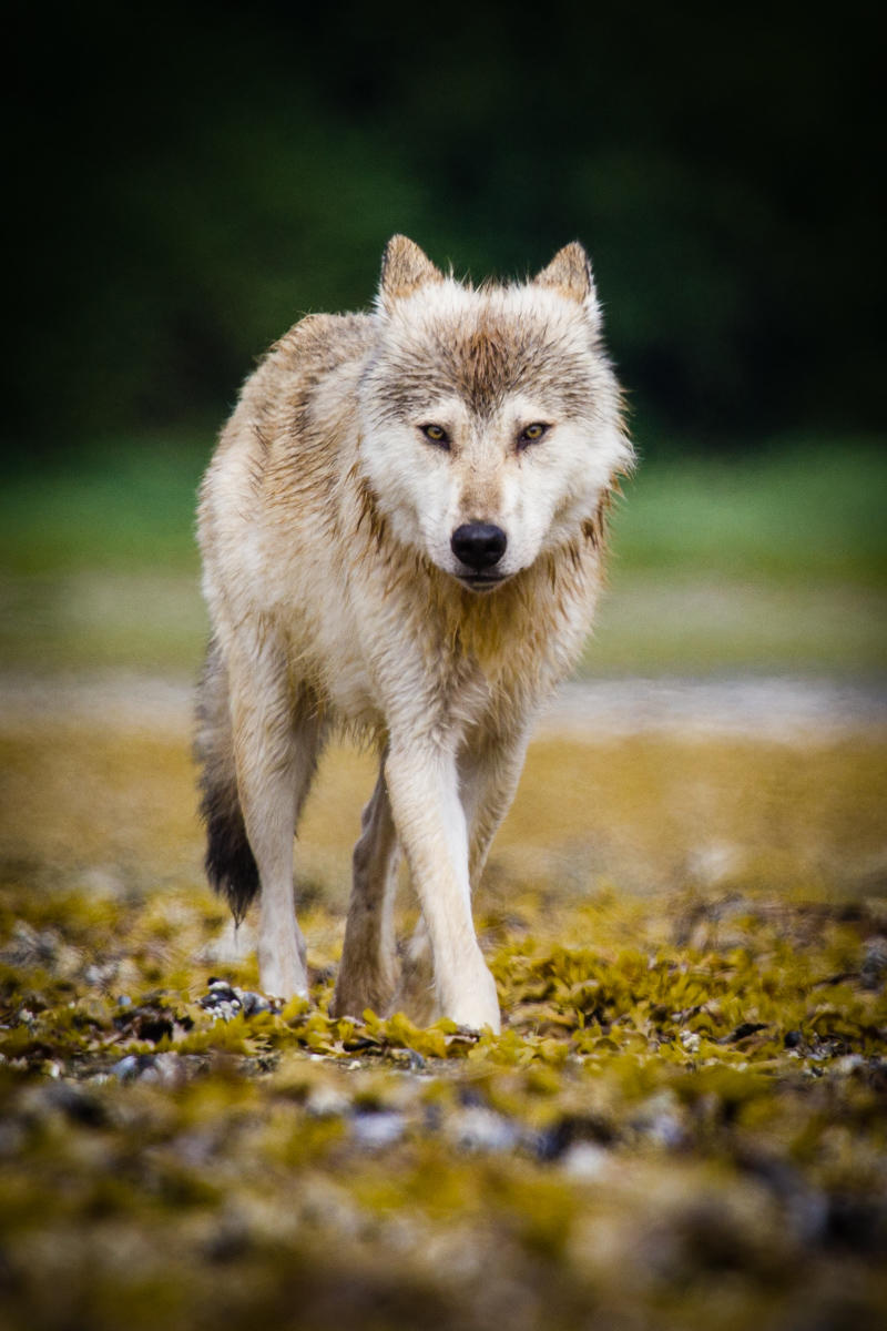 A grey wolf in Amalik Bay (NPS Photo/D. Kopshever)