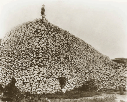 Two men stand with a mountain of Bison Skulls. Photo courtesy of Burton Historical Society.