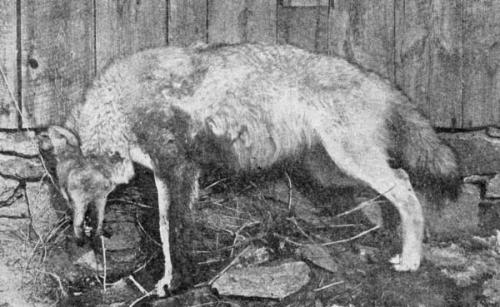 A dead wolf, later collected for bounty. Photo courtesy of A.R. Harding.