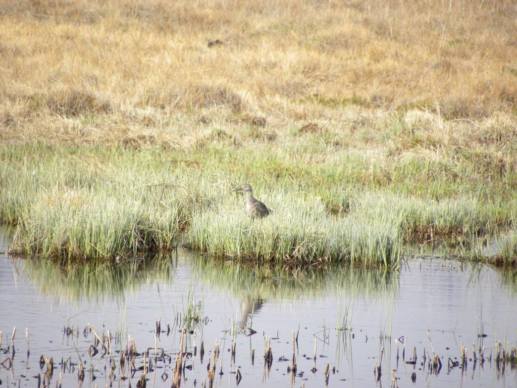 Wildlife at BLM's Chilly Slugh Wetland in Idaho