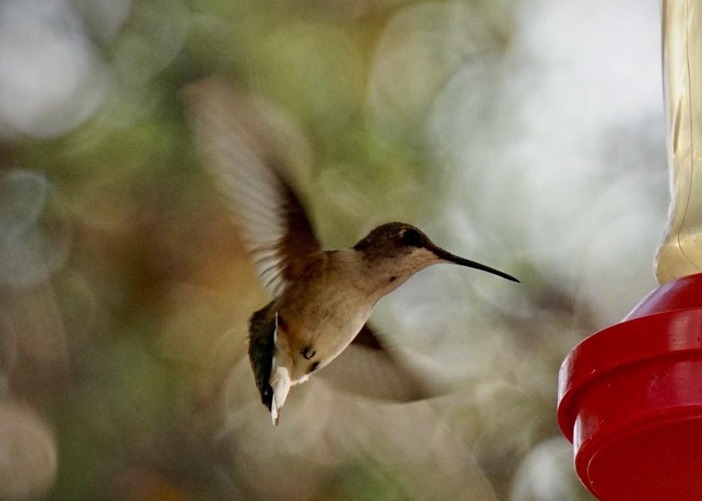Hummingbird visiting feeder