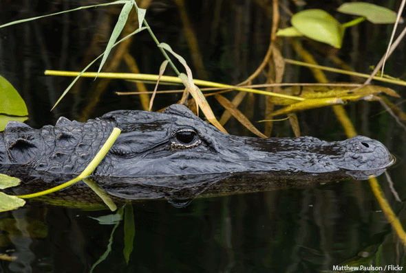 Alligator at Everglades National Park, Photo by Matthew Paulson / Flickr.com